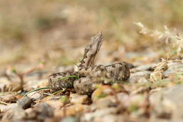 small nose horned viper ready to strike