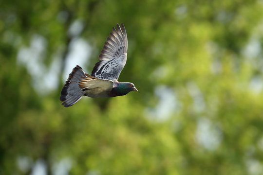 pigeon in flight over out of focus forest