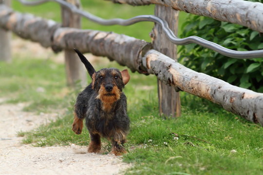 Small Dog Running Towards Camera