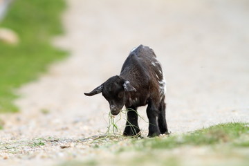 young black goat has found something to eat