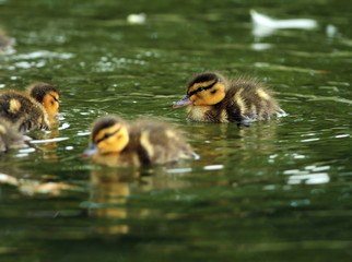 young ducklings on water