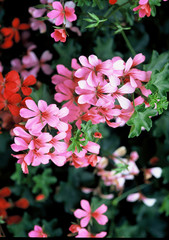 Naklejka premium 아름다운 꽃