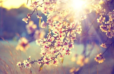 Fotobehang Prachtige natuurscène met bloeiende boom en zonnevlam © Subbotina Anna