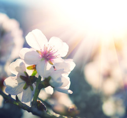 Spring blossom background. Nature scene with blooming tree