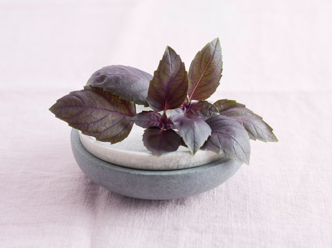Fresh Red Basil Leaves