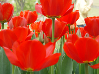 아름다운 튤립정원