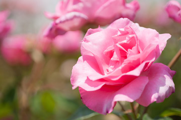 バラ　ザ・マッカートニー・ローズ