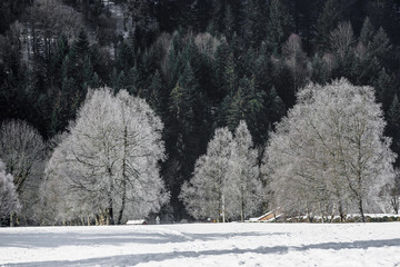 Winter landscape of Forest in Vosges mountain, France