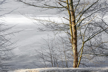 Fototapeta na wymiar Closeup on conifer with frozen lake in background