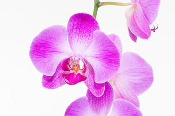 Naklejka na ściany i meble Purple Moth orchids extreme close up