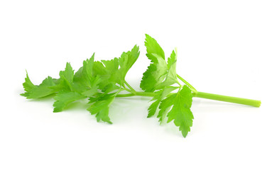 Coriander sprig isolated on white