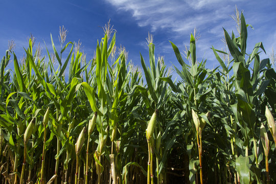 Milho cornfield lavoura 8859