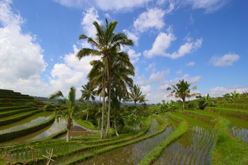 Fototapeta na wymiar Jatiluwih rice terraces in Bail, Indonesia