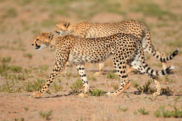 Stalking Cheetahs, Kalahari desert