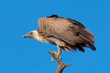 White-backed vulture (Gyps africanus)