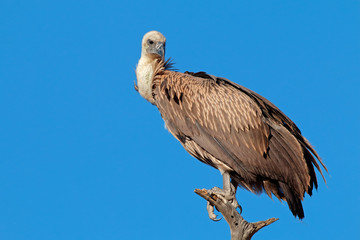 White-backed vulture (Gyps africanus)