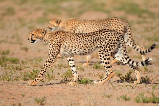 Stalking Cheetahs, Kalahari desert