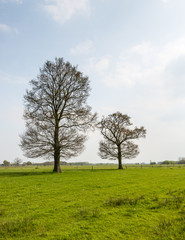 Fototapeta na wymiar Two budding trees in the spring season
