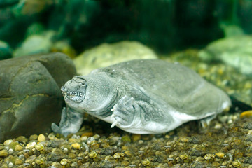 Obraz premium Chinese softshell turtle