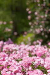 バラ　ローブリッター