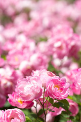 バラ　ローブリッター