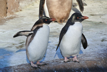イワトビペンギンたち
