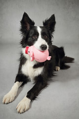 chien border collie avec cochon tirelire
