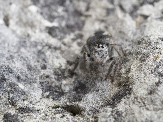 Goldaugenspringspinne, Philaeus chrysops