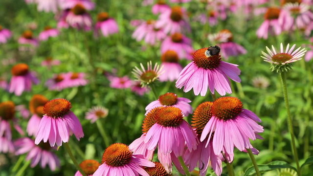 Bees collect nectar from the flowers of Echinacea purpurea