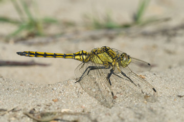 Großer Blaupfeil, Orthetrum cancellatum