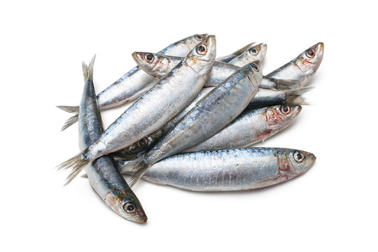 Fototapeta European pilchard