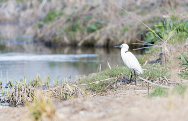 Common Egret, Egretta garzetta