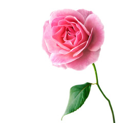 薔薇