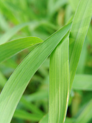 Obraz premium 자연이미지