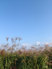 Obraz premium 자연이미지