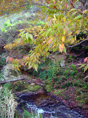 Fototapeta premium 자연이미지