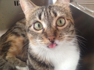 Gatto