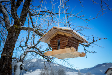 wooden nesting box hanging on tree branch
