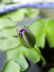 Obraz premium 식물이미지