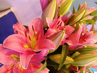 Fototapeta premium 식물이미지