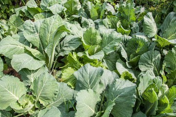 Naklejka premium organic vegetable farming
