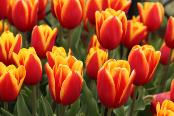 Tulipes sauvages dans les tons rouges et jaunes