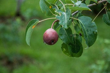 pear on tree
