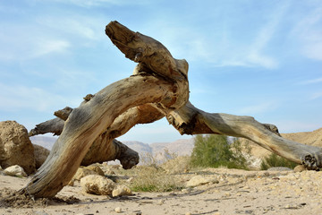 Dead dry tree in Negev desert.