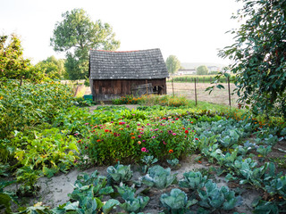Naklejka premium Fresh vegetables garden