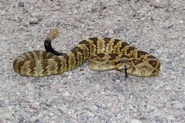 Black-tailed Rattlesnake (Crotalus molossus)