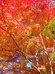 Fototapeta premium 식물이미지