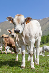 Naklejka na ściany i meble Free calf on Italian Alps