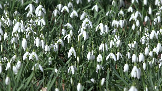 Viele Schneegl&ouml;ckchen