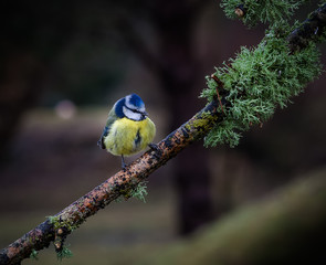 Blue tit on a branch